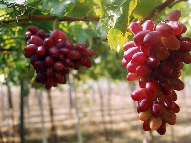 TOUR NINH CHỮ | LÀNG MÔNG CỔ TANYOLI | HANG RÁI | VỊNH VĨNH HY