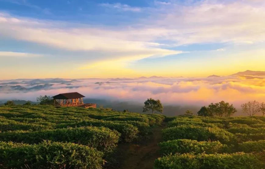 TOUR ĐÀ LẠT – SĂN MÂY CHECK IN NỬA NGÀY