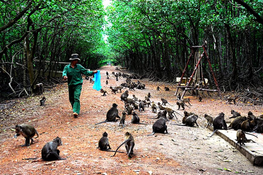 TOUR DU LỊCH SINH THÁI CẦN GIỜ – THIÊN ĐƯỜNG ĐẢO KHỈ 1 NGÀY