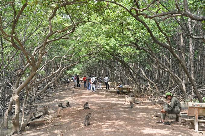 TOUR DU LỊCH SINH THÁI CẦN GIỜ – THIÊN ĐƯỜNG ĐẢO KHỈ 1 NGÀY